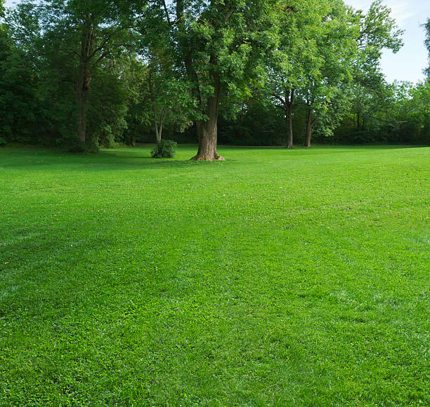 istock Green park  with large old decideous trees and shaded areas. 180866653