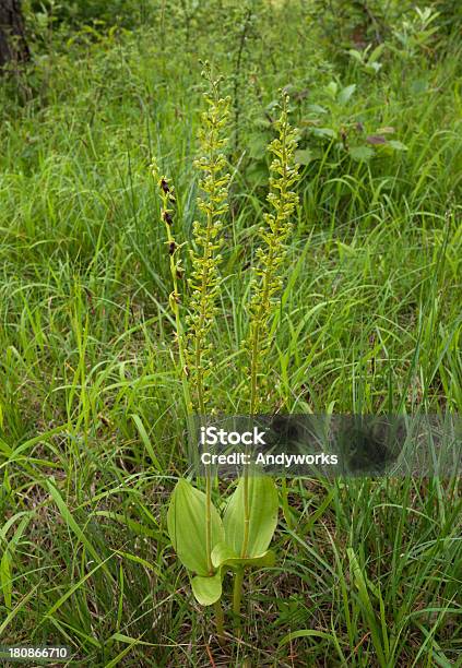 Wspólne Twayblade I Ophrys Insectifera Poleć Orchid - zdjęcia stockowe i więcej obrazów Bez ludzi