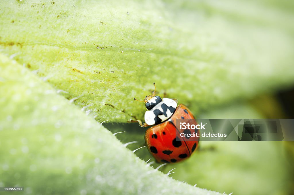 Makro Schuss eine Marienkäfer - Lizenzfrei Blume Stock-Foto