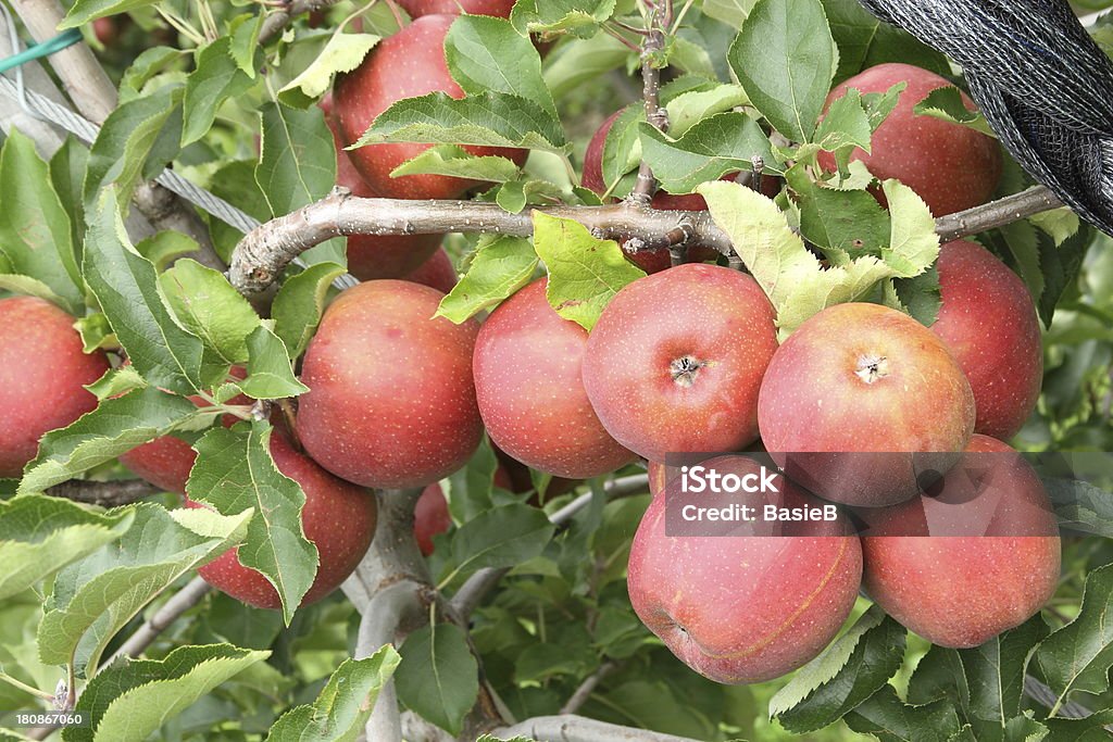 Apple orchard - Lizenzfrei Apfel Stock-Foto