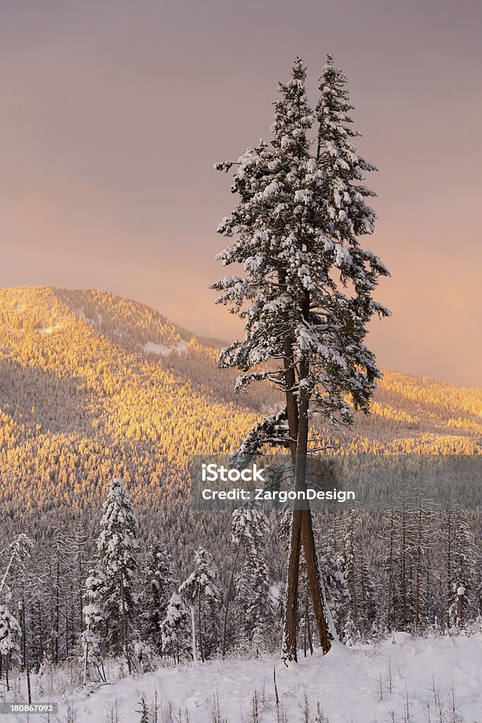 Inverno no Okanagan - Foto de stock de Canadá royalty-free