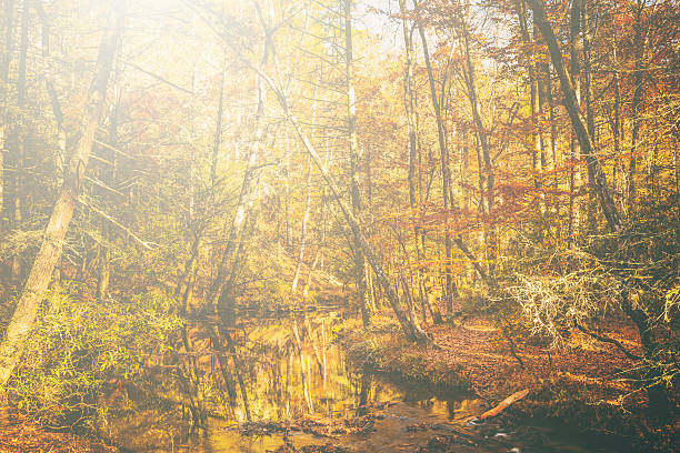 rio na floresta - great smoky mountains great smoky mountains national park tree group of objects - fotografias e filmes do acervo