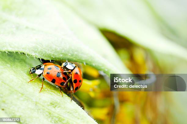 Pairing Des Marienkäfer Stockfoto und mehr Bilder von Blatt - Pflanzenbestandteile - Blatt - Pflanzenbestandteile, Blume, Extreme Nahaufnahme