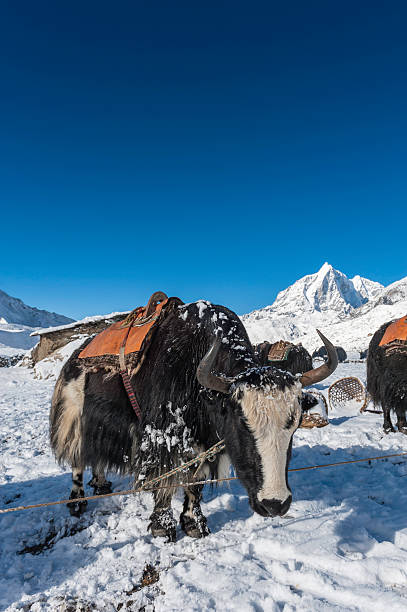 istock Yak standing in snow below Himalaya mountains peaks Nepal 180867407