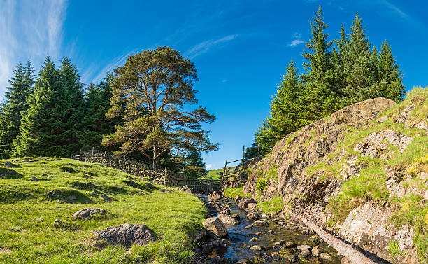 istock Mountain stream through green pasture to forest Lake District Cumbria 180867456