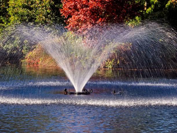 istock Autumn in the Beacon Hill Park 1808676082