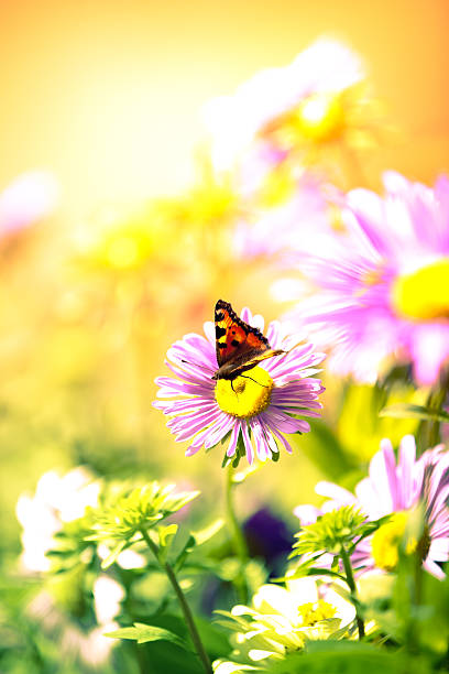 istock Butterfly on flower in meadow 180867655
