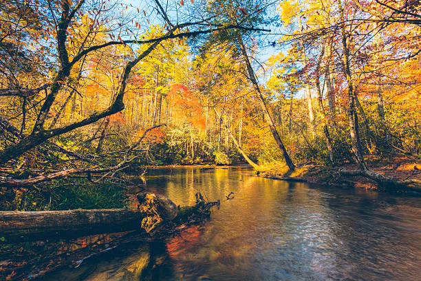 강 임산 - great smoky mountains great smoky mountains national park tree group of objects 뉴스 사진 이미지