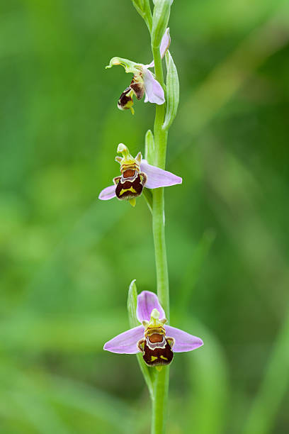 abelha orchid (ophrys xxxl apifera) - rare flower orchid beautiful - fotografias e filmes do acervo