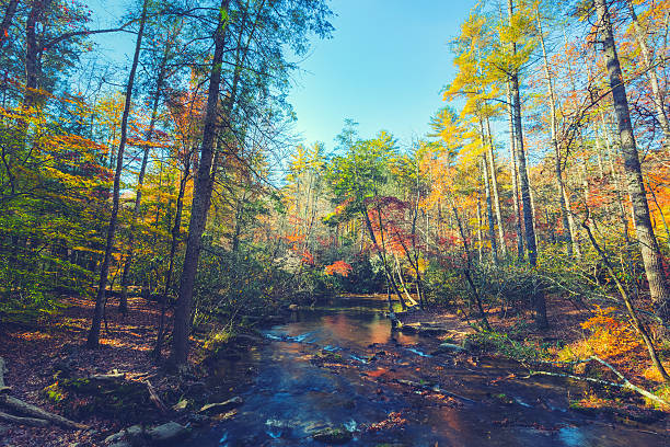 rio na floresta - great smoky mountains great smoky mountains national park tree group of objects - fotografias e filmes do acervo