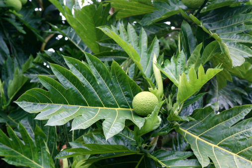 Breadfruit on the tree in Hawaii
