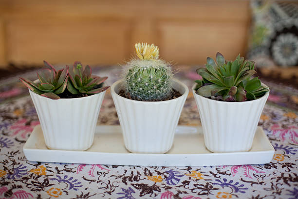 pots avec de succulents sur table décorée - floral centerpiece photos et images de collection