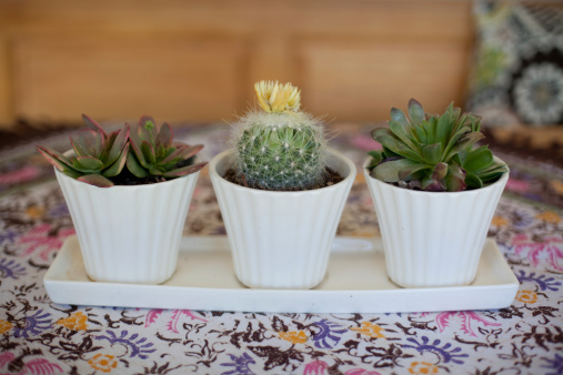 Three varieties of cactus in white pots arranged on a table with a floral tablecloth.