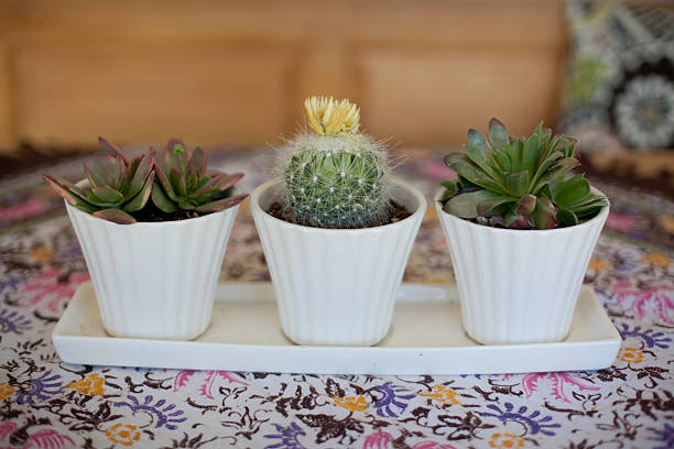 Pots with succulents on decorated table stock photo