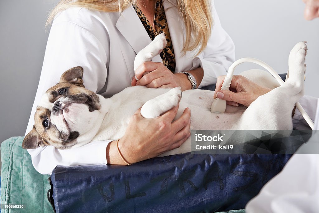 Veterinario Ecografia - Foto stock royalty-free di Ecografia