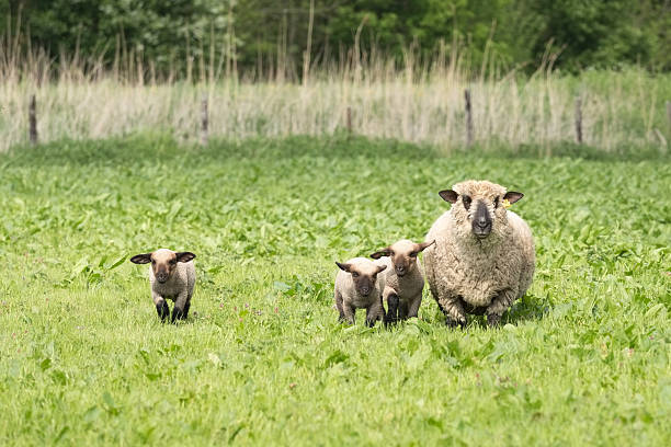 istock Sheep with baby lambs in field 180868374