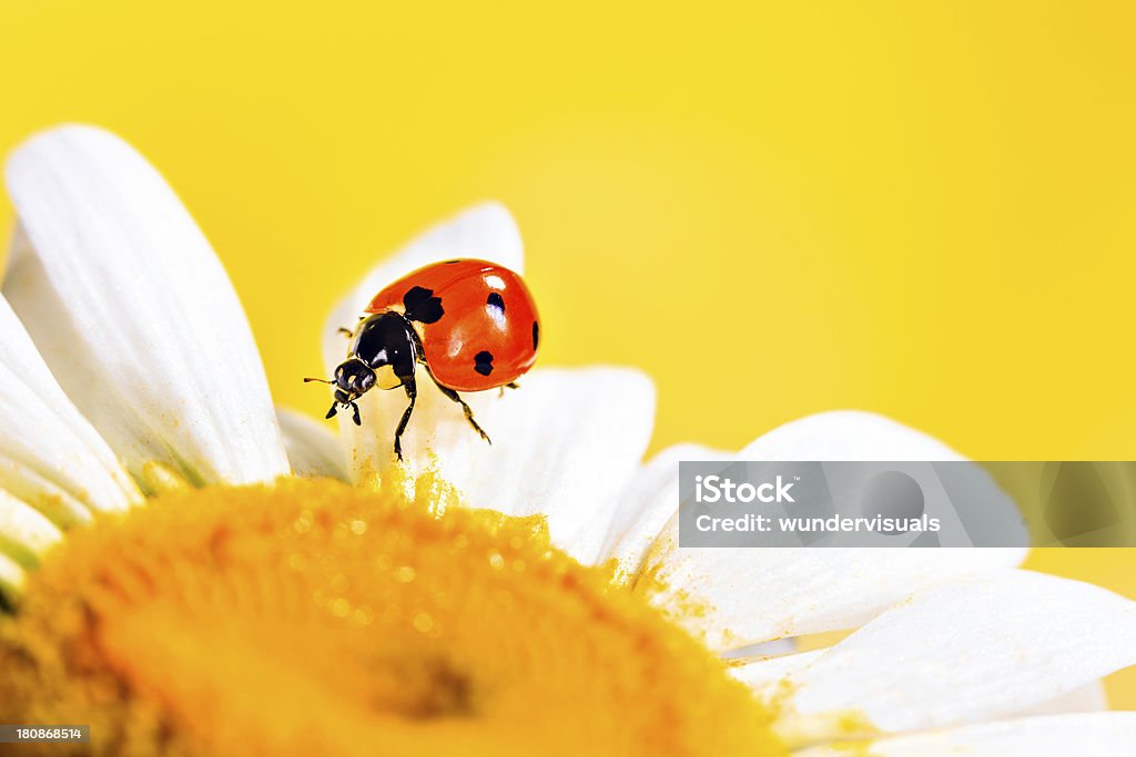 Coccinelle sur une marguerite - Photo de Aile d'animal libre de droits