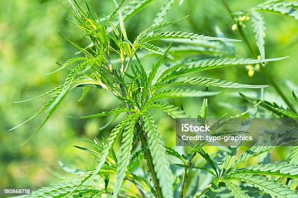 Odurzenie Kwiat W Rozwój State - zdjęcia stockowe i więcej obrazów Badania - Badania, Bez ludzi, Cannabis sativa