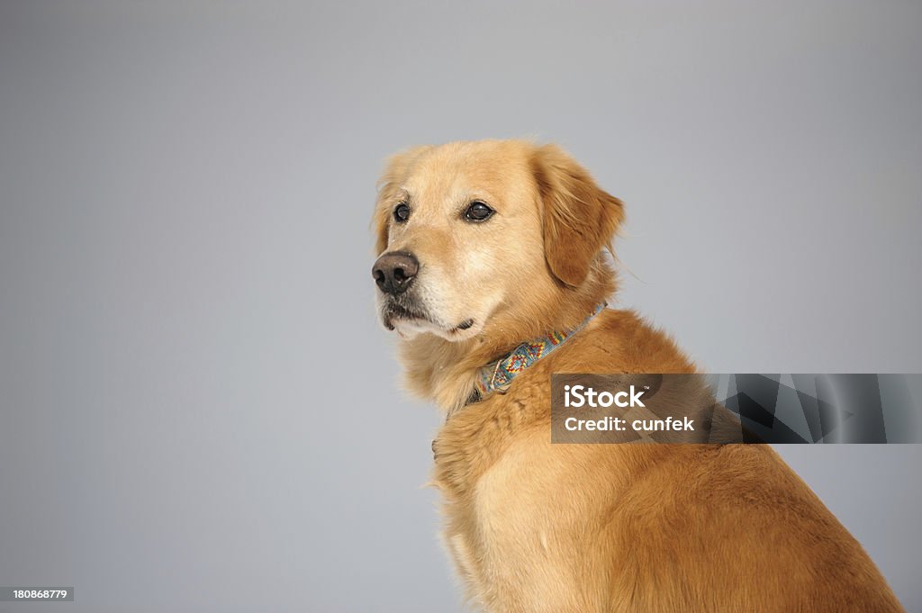 Golden retriever posant - Photo de Animaux de compagnie libre de droits