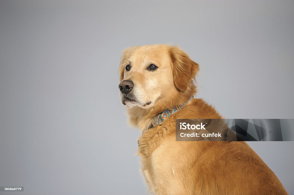 Labrador Dourado posando - Foto de stock de Animal royalty-free