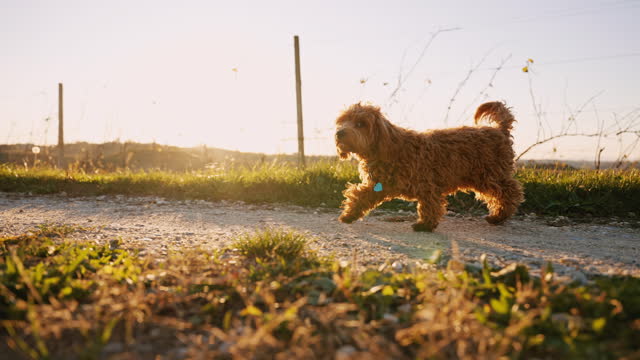 SLO MO Side View of Cute Toy Poodle Walking on Dirt Road Along Vineyard on Sunny Day