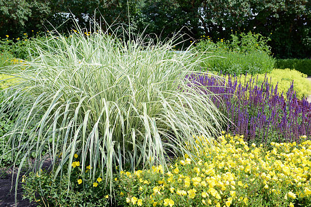 Flowerbed with Sedge (carex morrowii) grass, sage and evening primerose.
