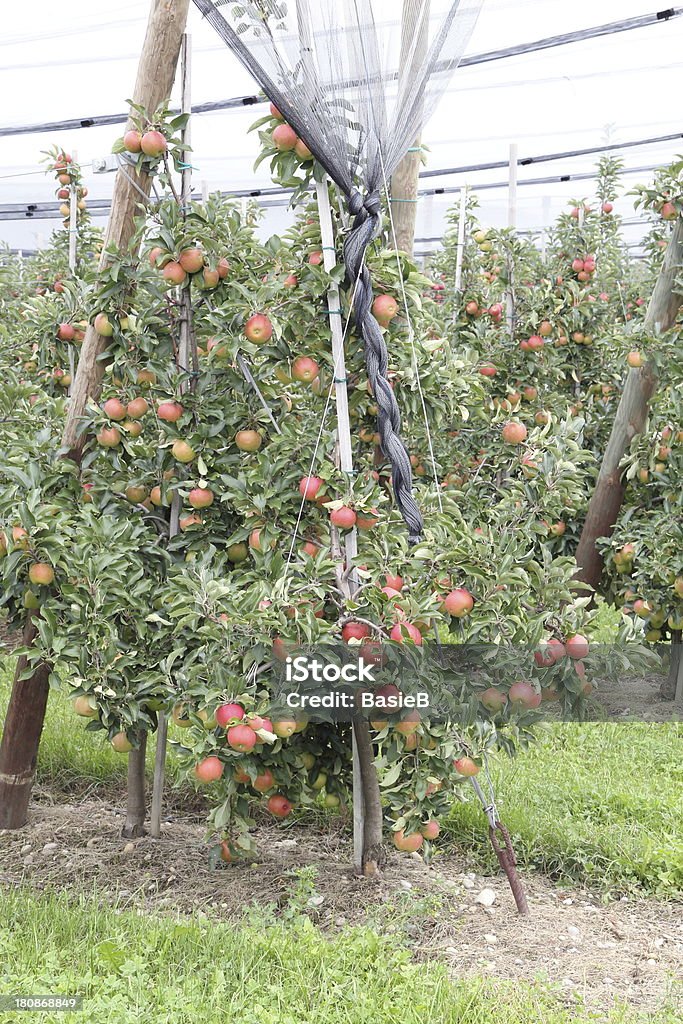 Apple orchard mit Hagel Schutz nets - Lizenzfrei Apfel Stock-Foto