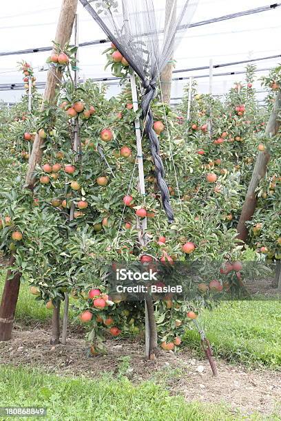 Apple Orchard Mit Hagel Schutz Nets Stockfoto und mehr Bilder von Apfel - Apfel, Apfelbaum, Deutschland