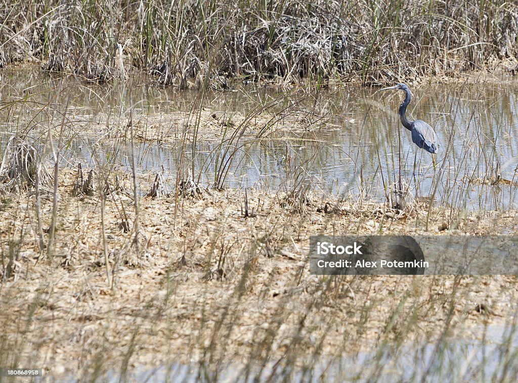 サンショクサギ（Egretta トリコロール）ジョンフィッシングでエバーグレイズ - アメリカ南部のロイヤリティフリーストックフォト