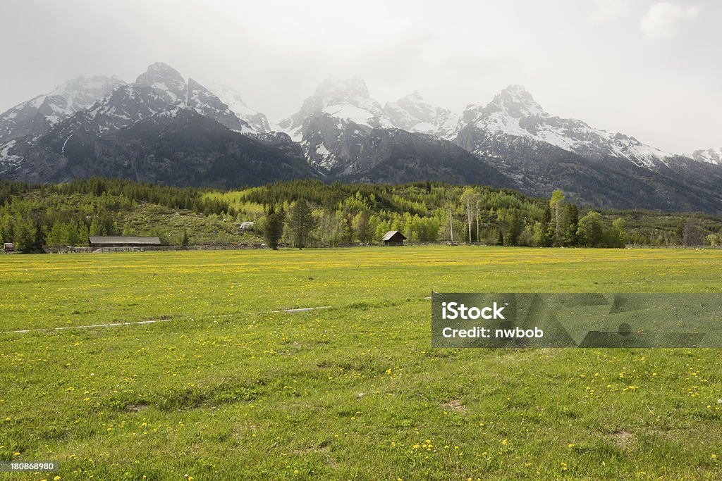 Cabina nel prato con fiori selvatici Grand Teton montagne sullo sfondo. - Foto stock royalty-free di Ambientazione esterna