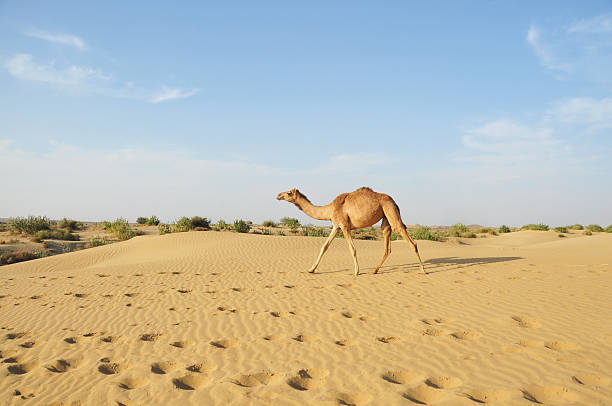 낙타 걷기 있는 사막 - conquering adversity adversity plant desert 뉴스 사진 이미지