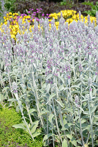 Stachys byzantina (Lamb's Ear) flower bed in bloom. 