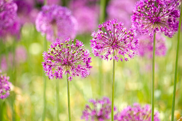 istock Allium flower 180869137