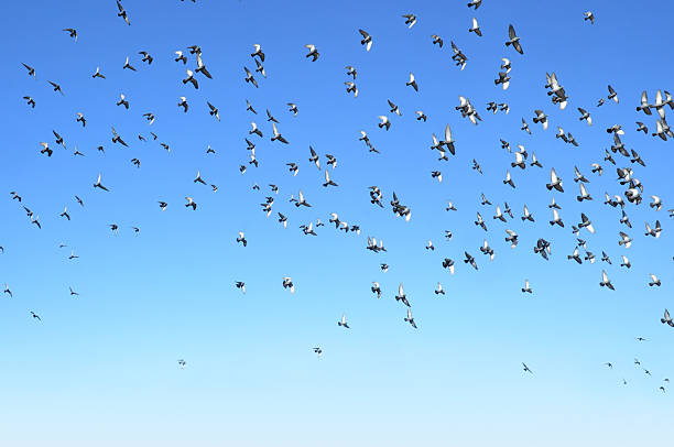 istock Birds Flying In Sky 180869208