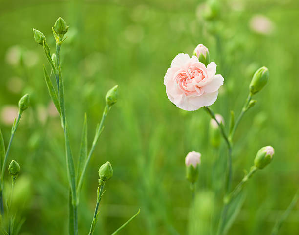Pink carnation in flower bed