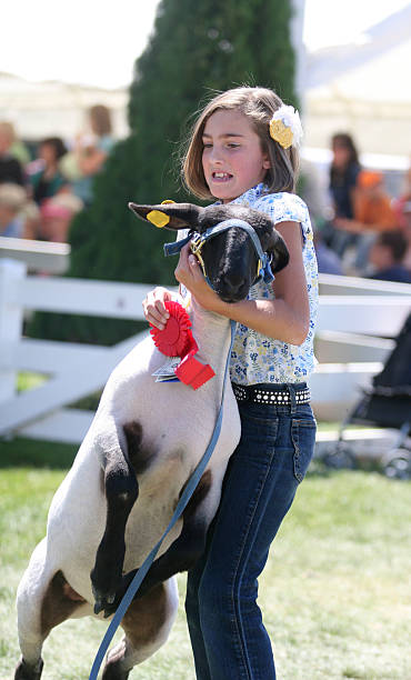 istock Showing at a County Fair 180869286