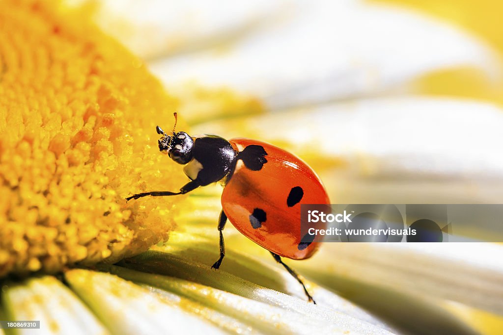 Joaninha em Margarida - Royalty-free Amarelo Foto de stock