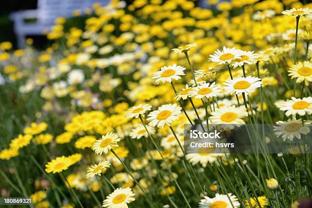 ゴールドマーガレットanthemis Tinctoria - キク科のストックフォトや画像を多数ご用意 - キク科, クローズアップ, ダイヤーズカモミール