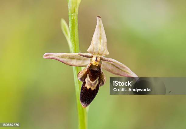 Hybrid Bee Orchidea I Fly Orch - zdjęcia stockowe i więcej obrazów Bez ludzi - Bez ludzi, Bliski, Dwulistnik