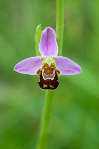 Ophrys apifera, known in Europe as the bee orchid.