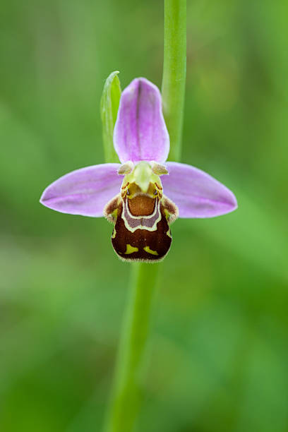 ophrys apifera (bee orchid) xxxl - rare flower orchid beautiful - fotografias e filmes do acervo