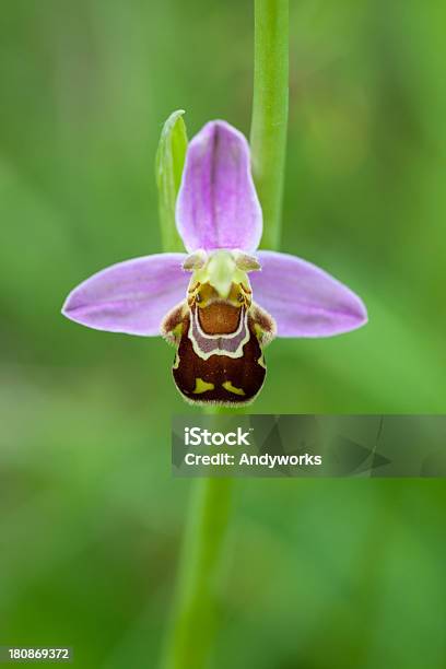 Foto de Ophrys Apifera Xxxl e mais fotos de stock de Erva-abelha - Erva-abelha, Abelha, Orquídea