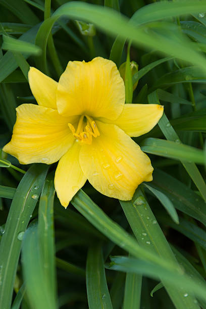 Vertical outdoor garden shot of Stella d'Oro daylily on shaded side of plant.
