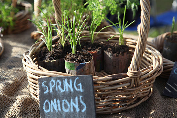 Spring Onion Setzlinge – Foto