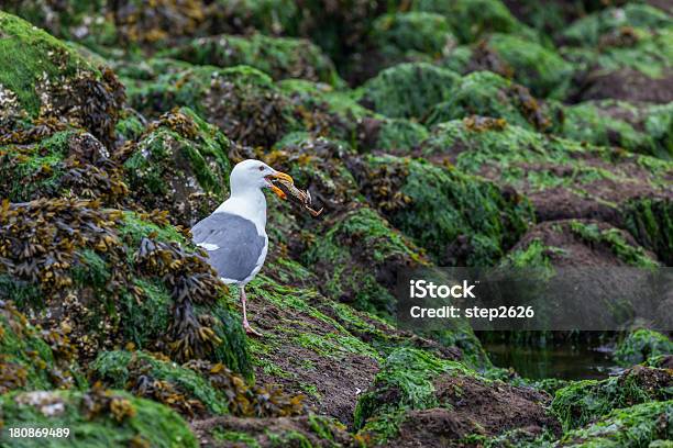 Herring Gull Eating A Large Crab Stock Photo - Download Image Now - Estuary, Low Tide, Oregon - US State