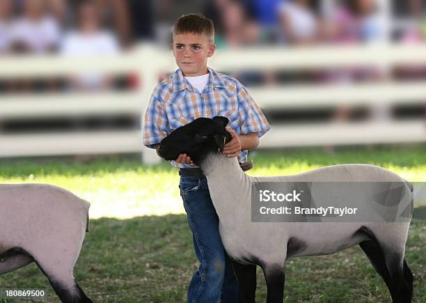 Zeigt In Einem County Fair Stockfoto und mehr Bilder von Jungen - Jungen, Schaf, Aufführung