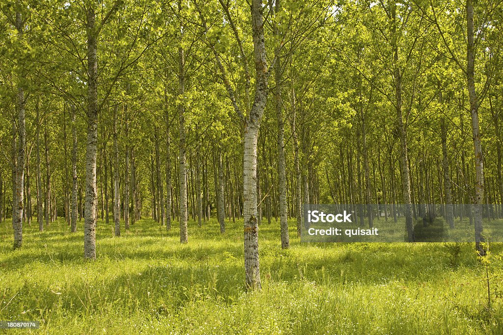 Filas de árboles - Foto de stock de Aire libre libre de derechos