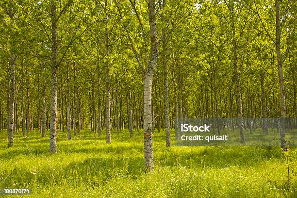 Linhas De Árvores - Fotografias de stock e mais imagens de Ao Ar Livre - Ao Ar Livre, Casca de árvore, Cena de tranquilidade