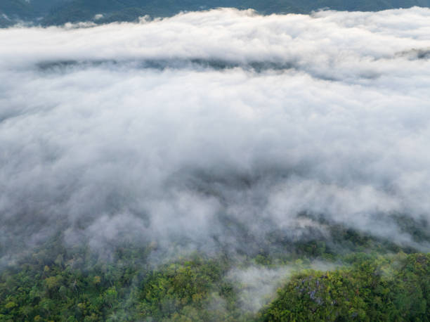 istock Tropical forests can absorb large amounts of carbon dioxide from the atmosphere. 1808704135
