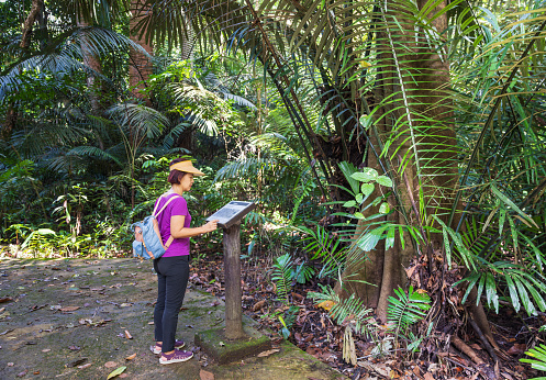 Tropical rainforest .Female tourist reading a information board sign about type of tree on trail.